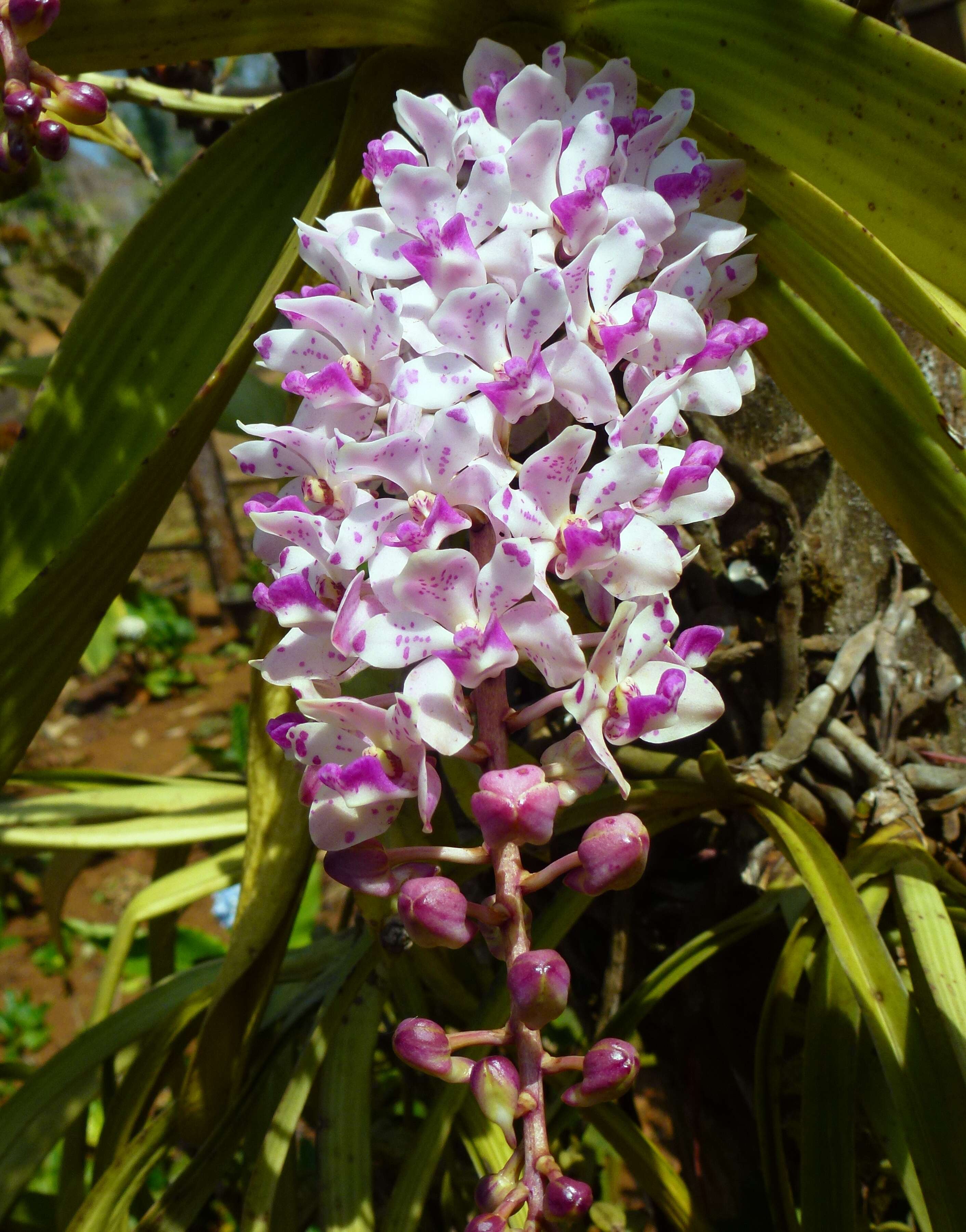 Слика од Rhynchostylis gigantea (Lindl.) Ridl.