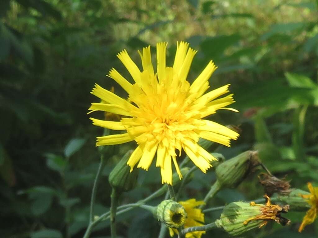 Image of hawkweed