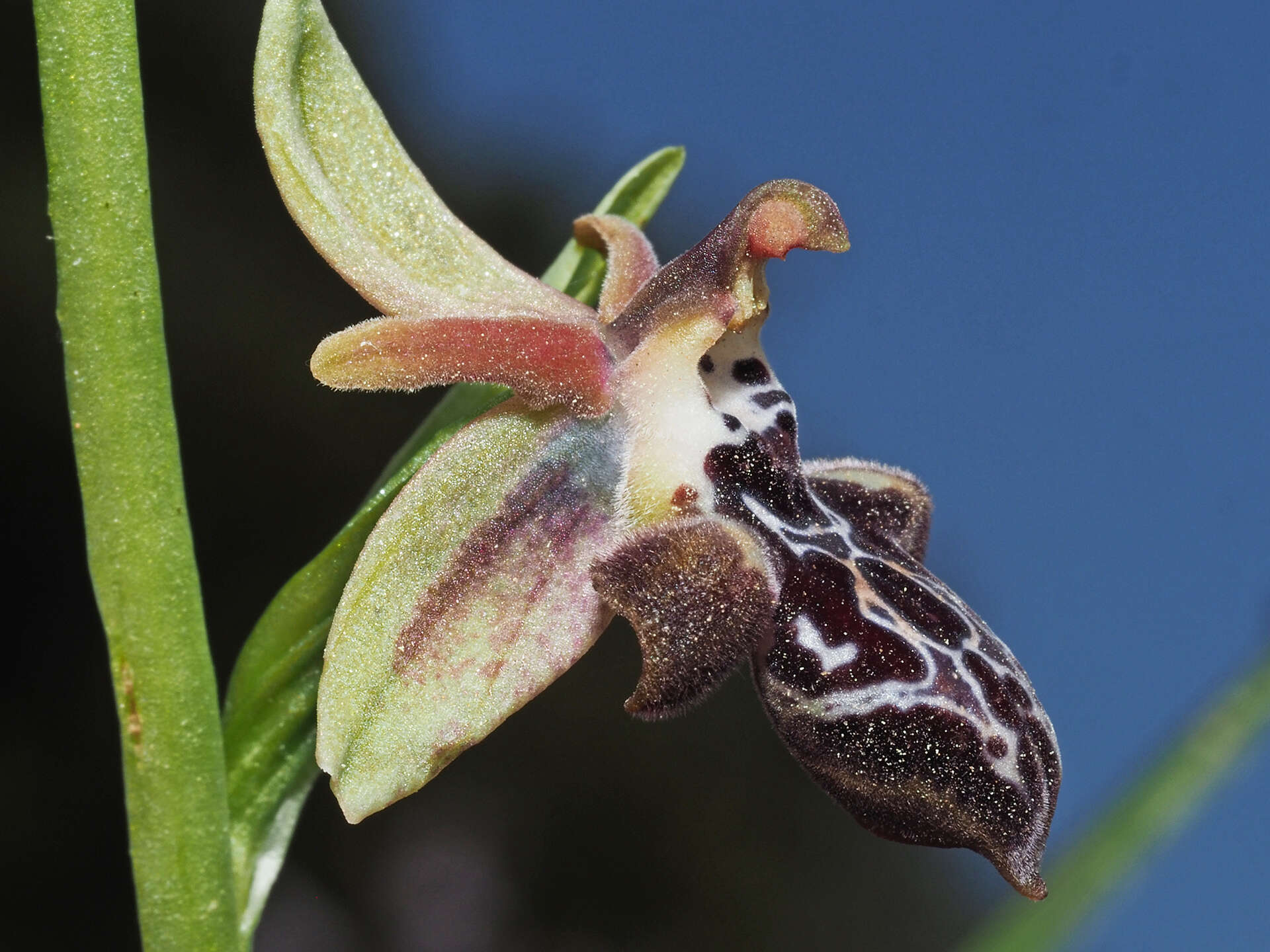 Image of Ophrys cretica subsp. ariadnae (Paulus) H. Kretzschmar