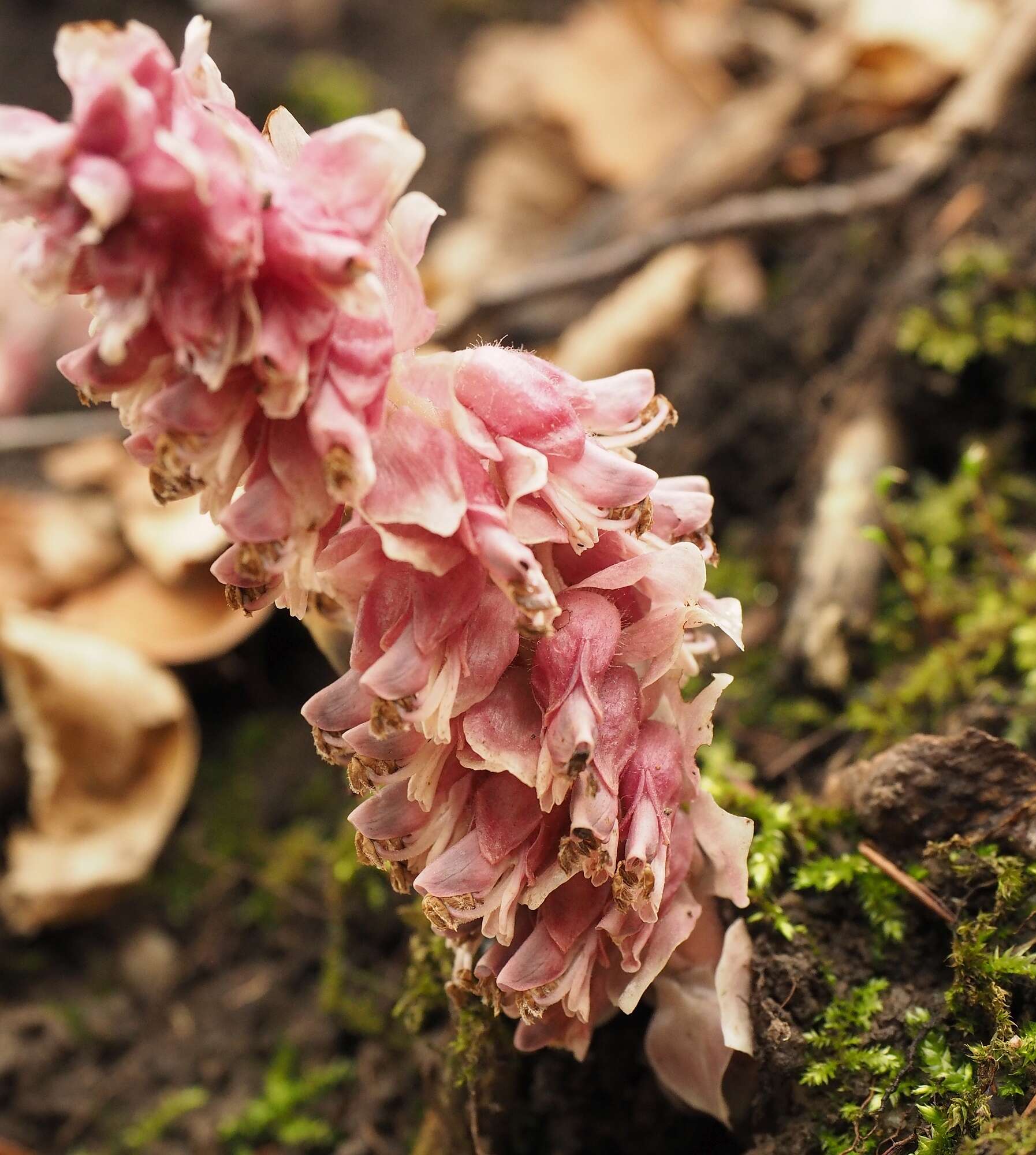 Image of common toothwort