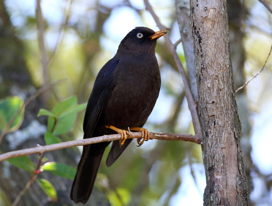 Imagem de Turdus nigrescens Cabanis 1861