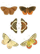 Image of Elymnias hypermnestra Linnaeus 1763