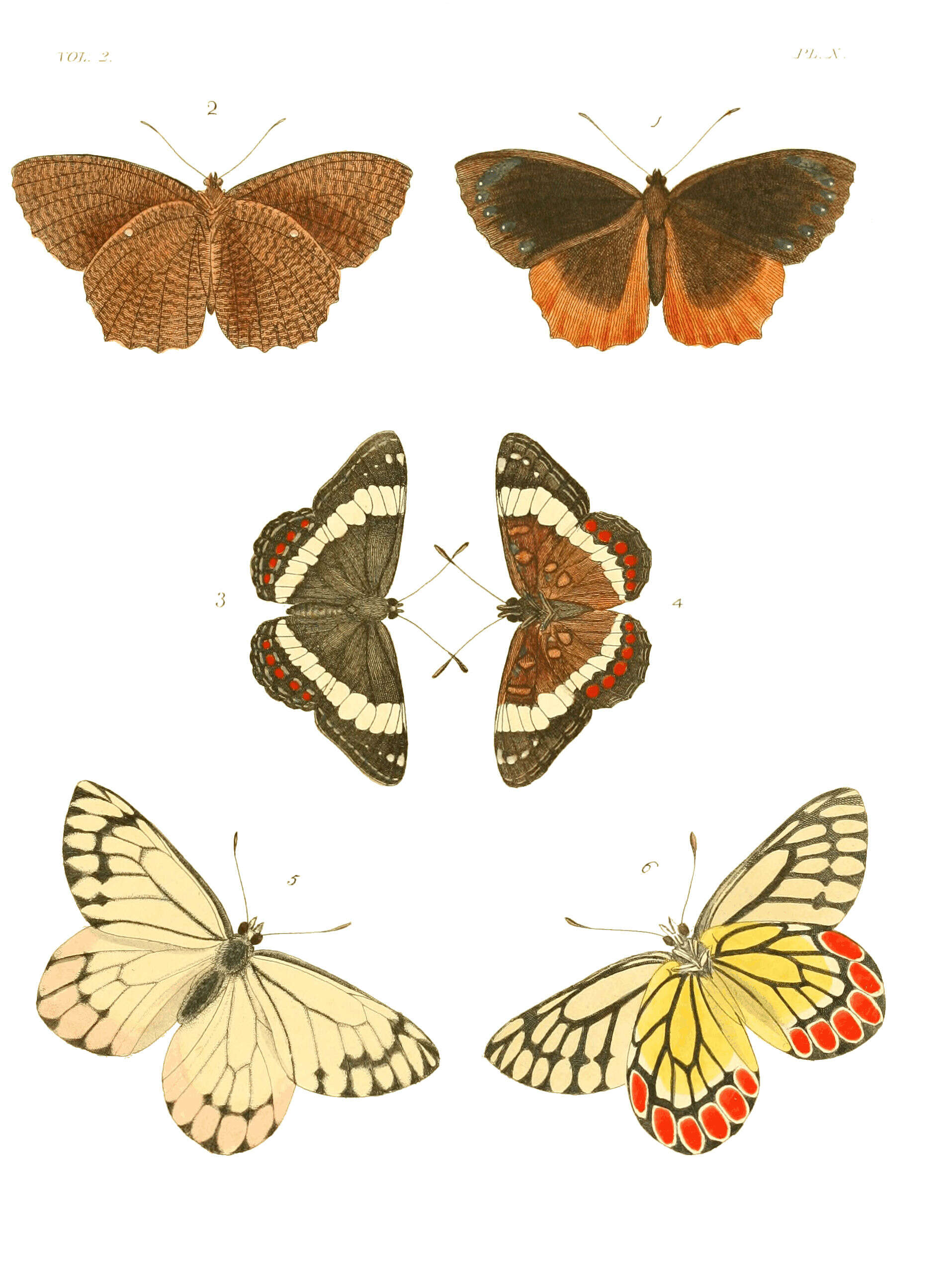 Image of Elymnias hypermnestra Linnaeus 1763