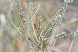 Indigofera glaucescens Eckl. & Zeyh.的圖片