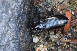 Image of Nebria (Reductonebria) sahlbergii Fischer von Waldheim 1828