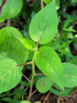 Microstachys corniculata (Vahl) A. Juss. ex Griseb. resmi