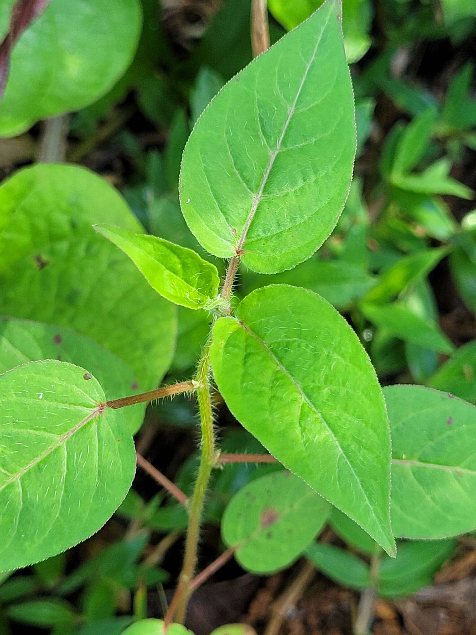 Microstachys corniculata (Vahl) A. Juss. ex Griseb. resmi