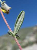 Image of Helianthemum dagestanicum