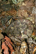 Image of Jumping Pit Viper