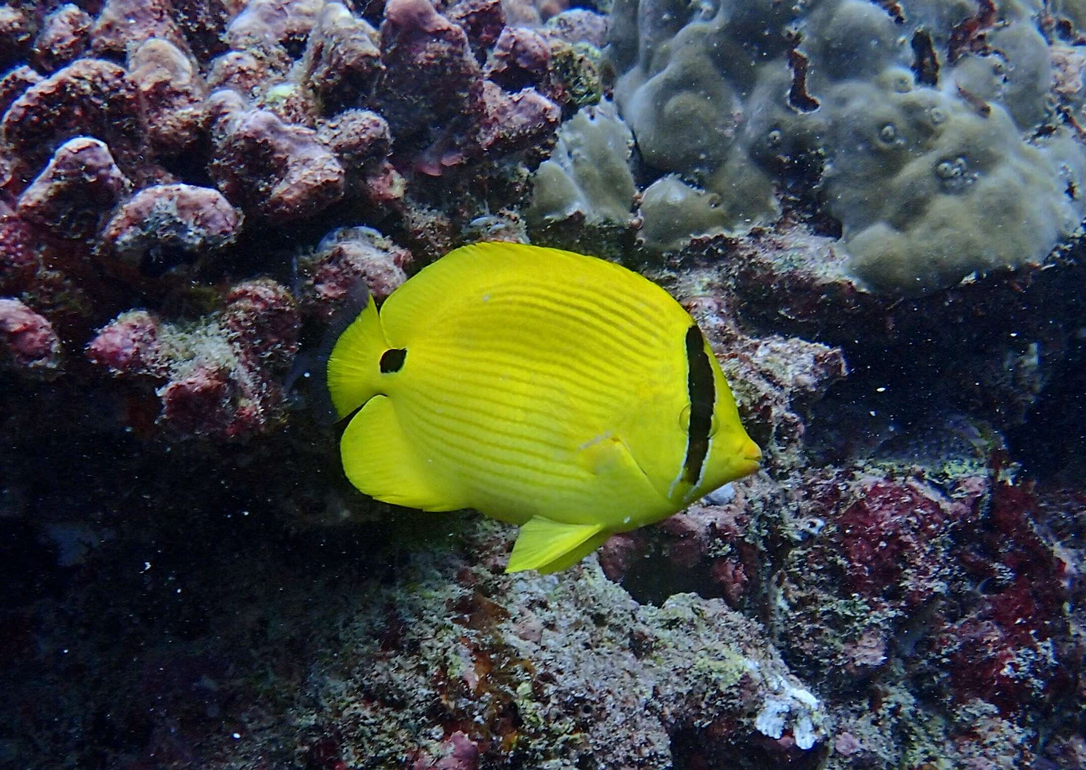 Image of Yellow Butterflyfish