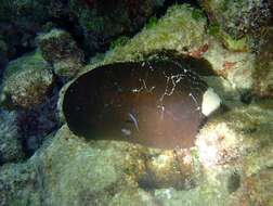 Image of Smooth fat brown sea cucumber