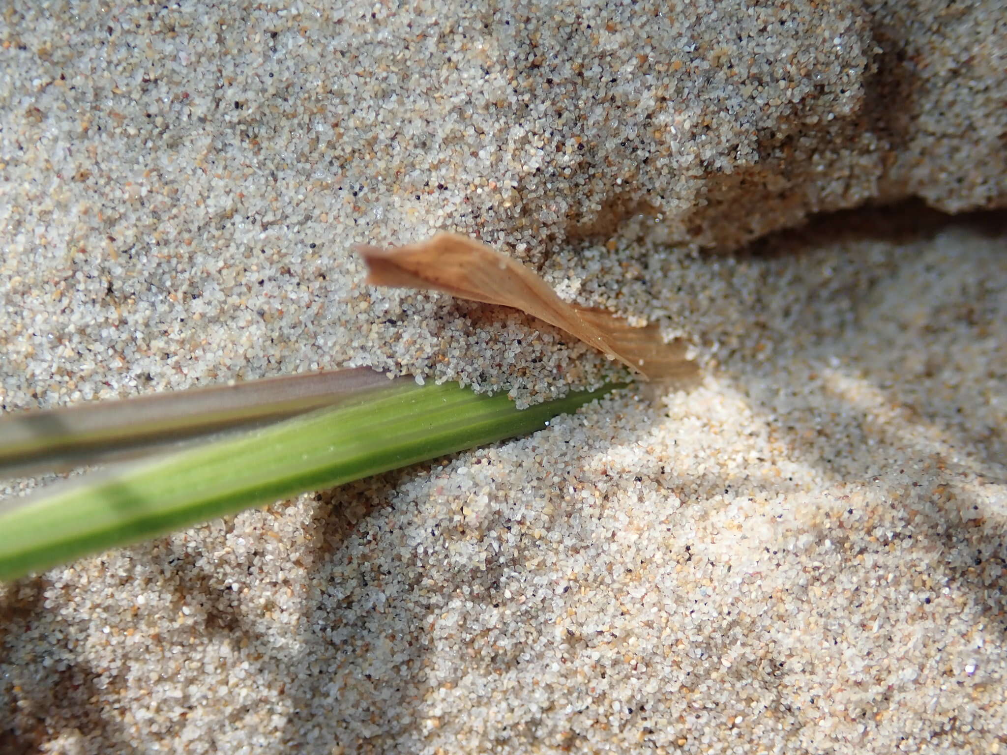 Plancia ëd Gladiolus gueinzii Kunze