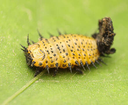 Image of Chelymorpha phytophagica Crotch 1873