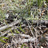 Image de Draba yukonensis A. E. Porsild