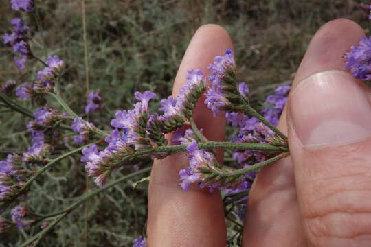 صورة Limonium tomentellum (Boiss.) O. Kuntze