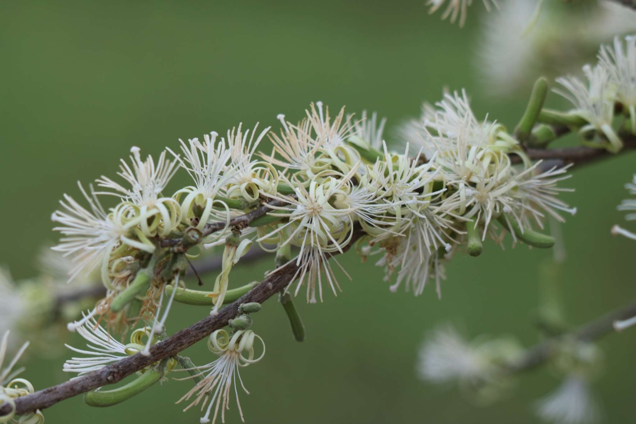 Image of Alangium salviifolium (L. fil.) Wangerin