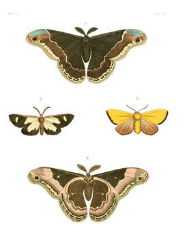 Image of Pitthea famula Drury 1773