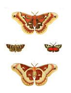 Image of Figured Tiger Moth