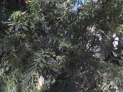 Image of laurel-leaf snailseed