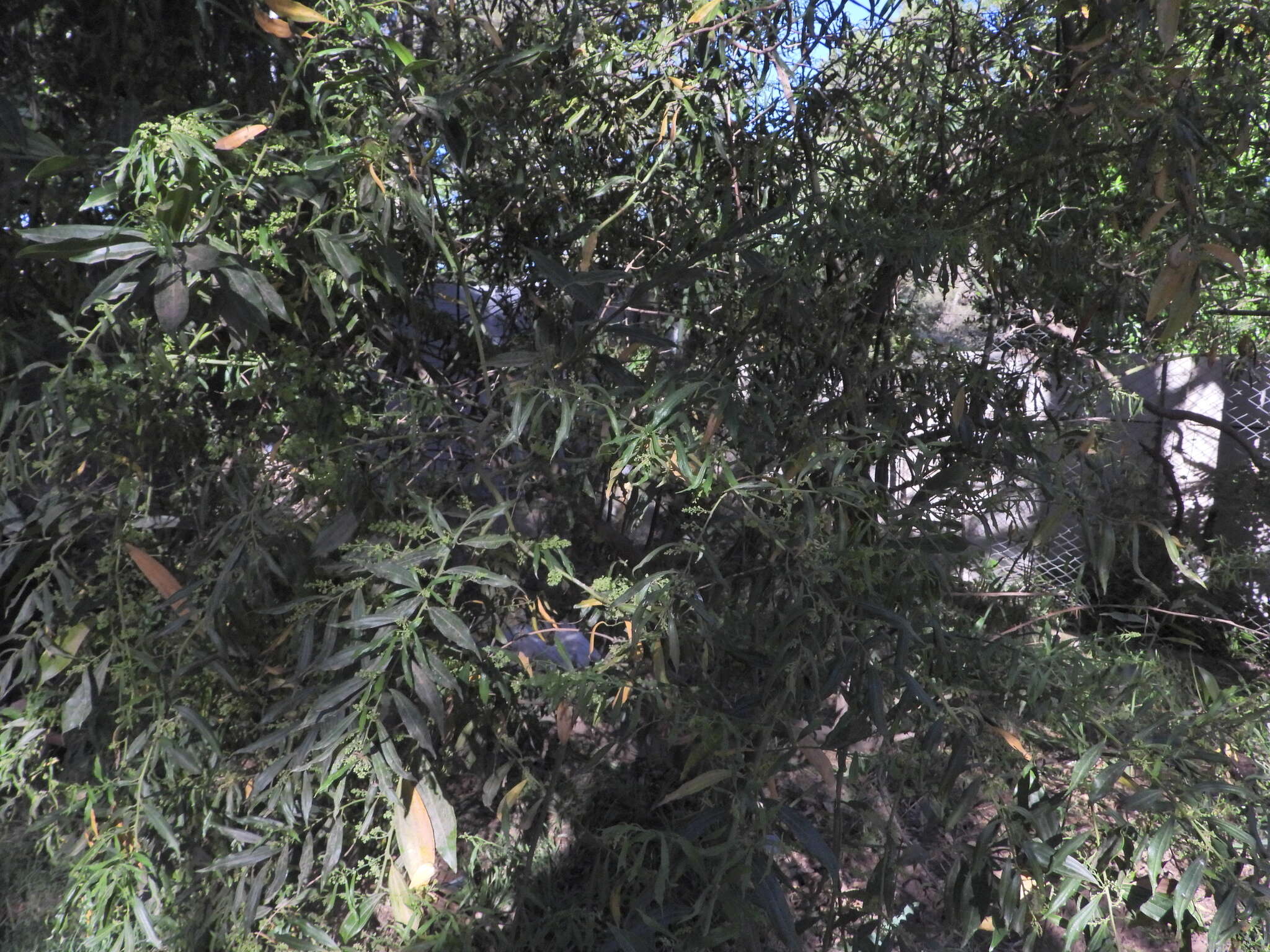 Image of laurel-leaf snailseed
