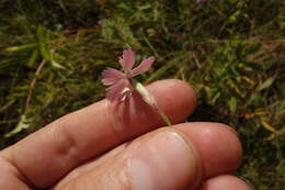 صورة Dianthus campestris M. Bieb.