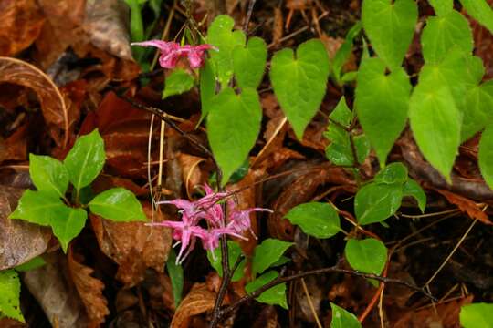 Image of <i>Epimedium grandiflorum</i> var. <i>thunbergianum</i>