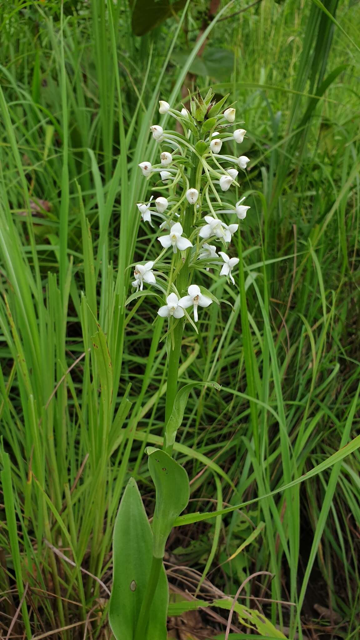 Image of Habenaria zambesina Rchb. fil.