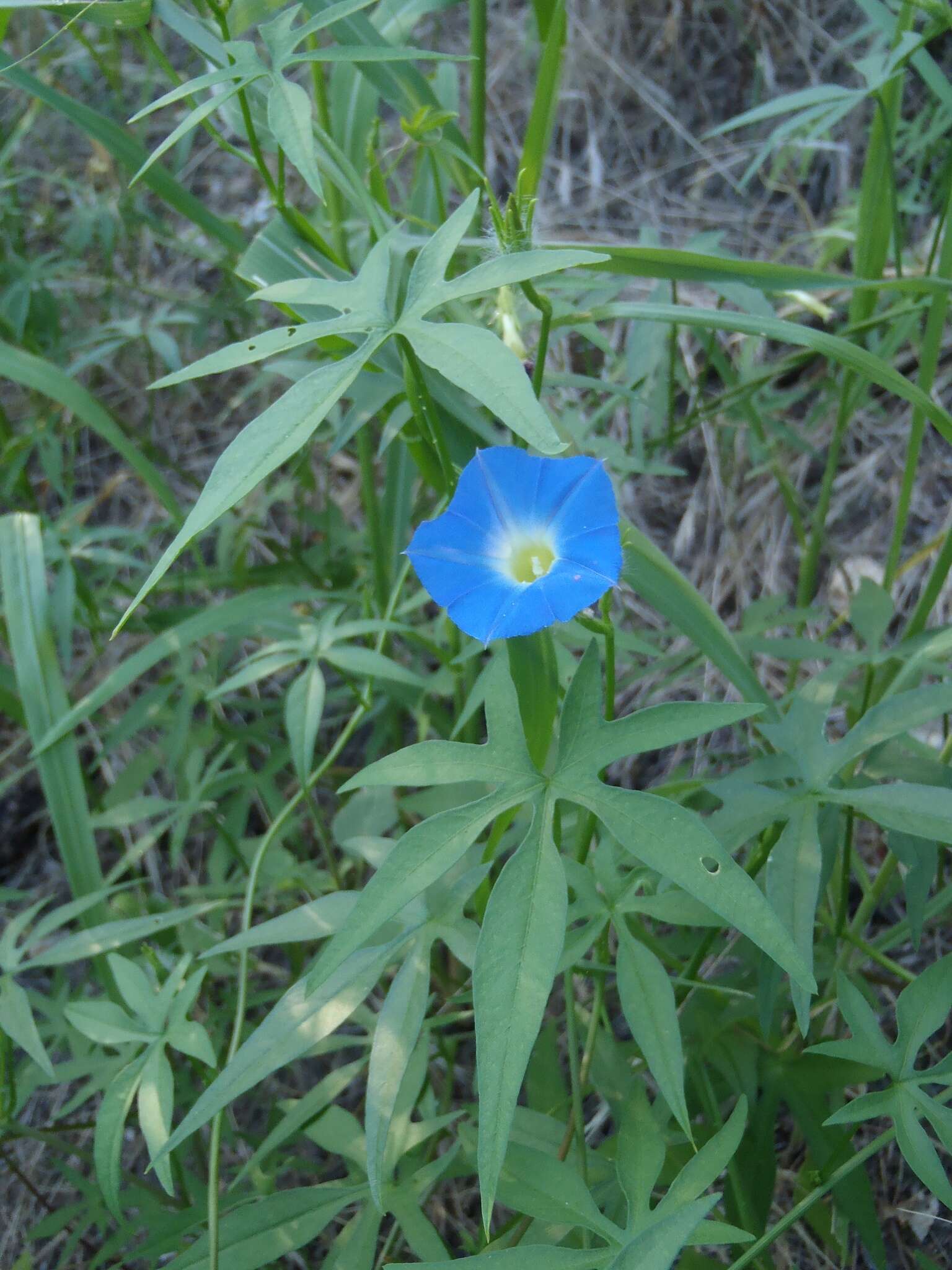 Image de Ipomoea barbatisepala A. Gray