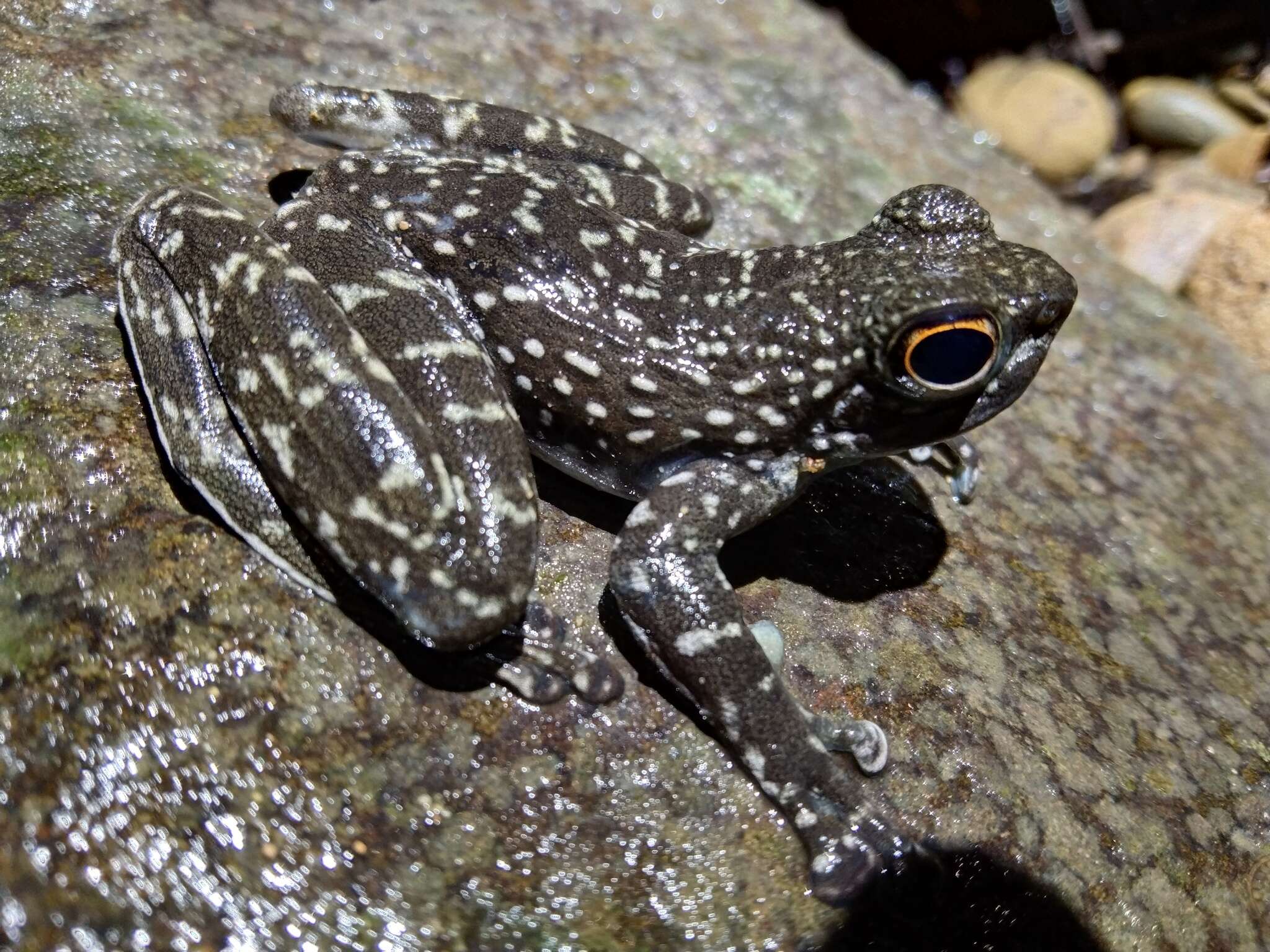 Image of Sabah Splash Frog