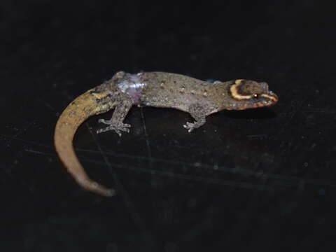Image of Lepidoblepharis sanctaemartae (Ruthven 1916)
