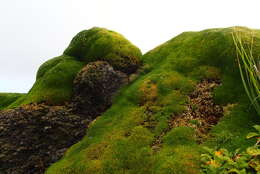 Image of Colobanthus muscoides Hook. fil.