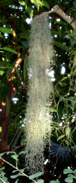 Sivun Tillandsia usneoides (L.) L. kuva