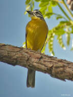 Image of Brown-rumped Bunting