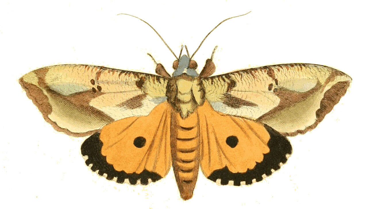 Image of Eudocima materna