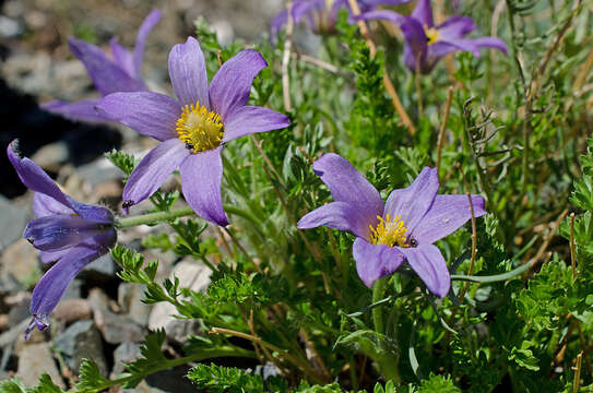 Image of Pulsatilla bungeana C. A. Mey. ex Ledeb.