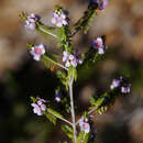 Sivun Thryptomene stenophylla E. Pritz. kuva