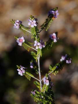 Image of Thryptomene stenophylla E. Pritz.