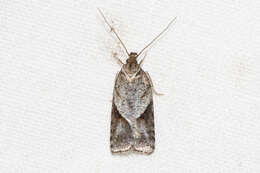 Image of Exaeretia allisella Stainton 1849