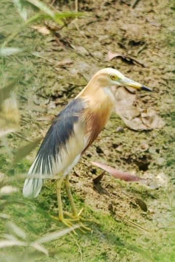 Image of Javan Pond-Heron