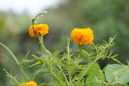 Plancia ëd Tagetes erecta L.