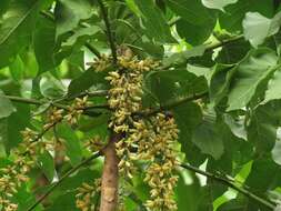 Sivun Dysoxylum gaudichaudianum (Juss.) Miq. kuva