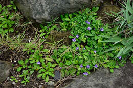 Слика од Ajuga pygmaea A. Gray