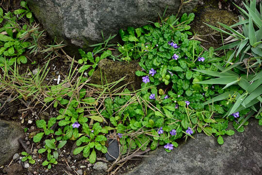 Image of Ajuga pygmaea A. Gray