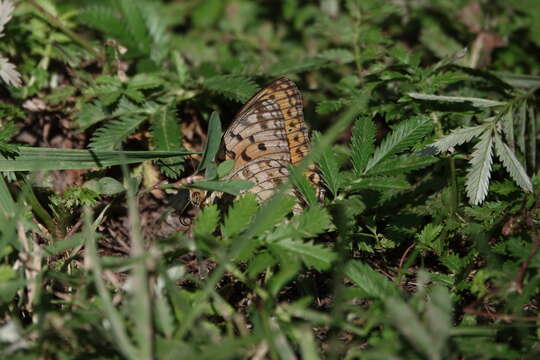 Image of Argynnis xipe