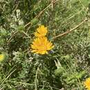 Image of Grindelia boliviana Rusby