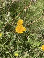 Image of Grindelia boliviana Rusby