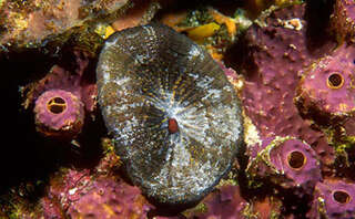 Image of Artichoke Coral