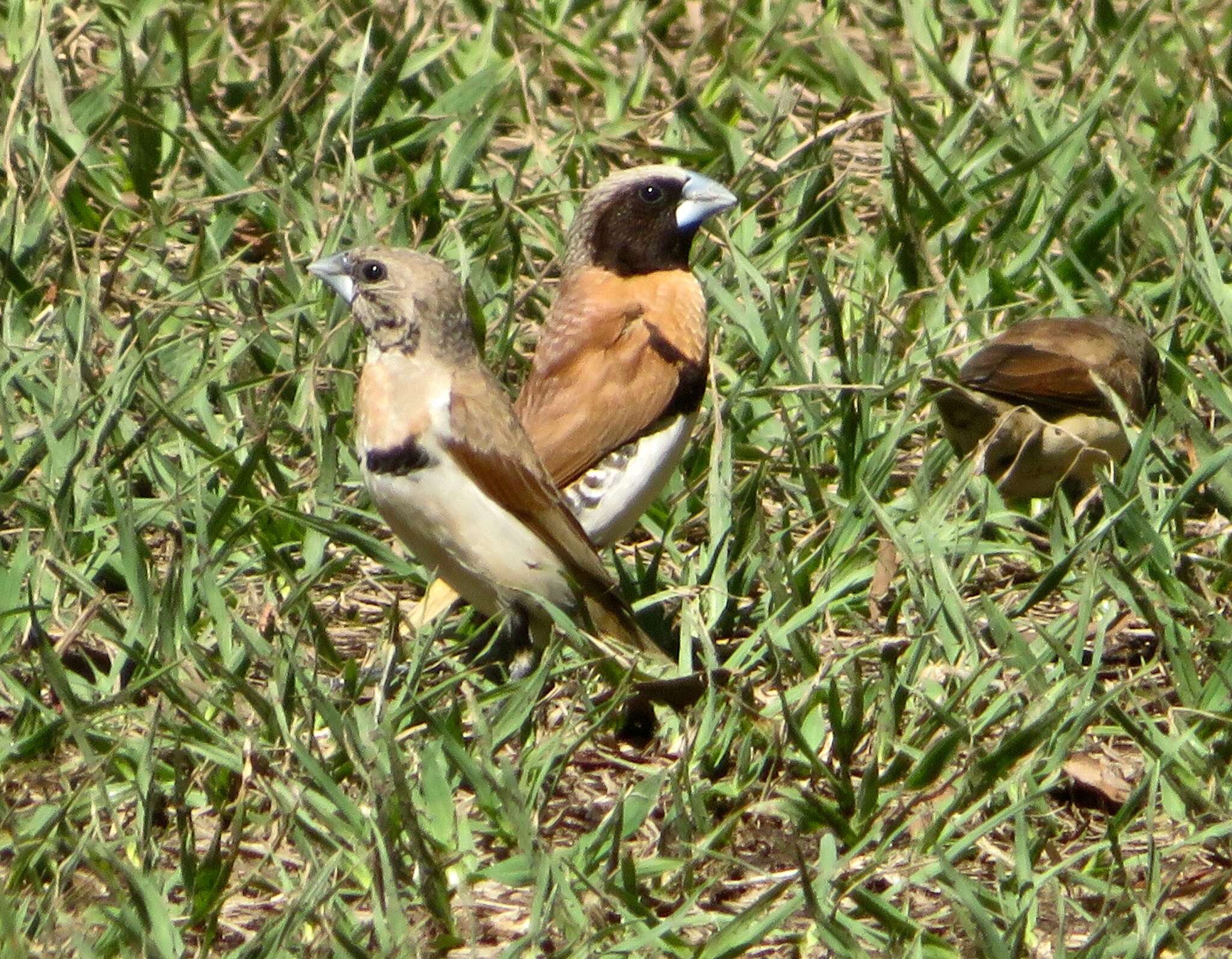 Plancia ëd Lonchura castaneothorax (Gould 1837)