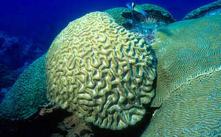 Image of Boulder Brain Coral