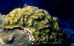 Image of boulder star coral